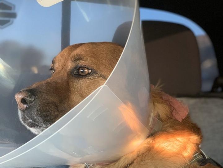 Fontana Veterinary Surgeries Vet Surgeon